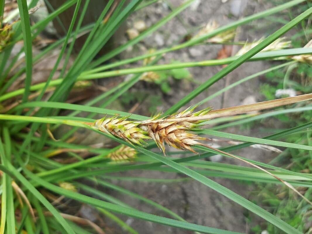 Carex secalina displaying rye-like drooping flower spikes