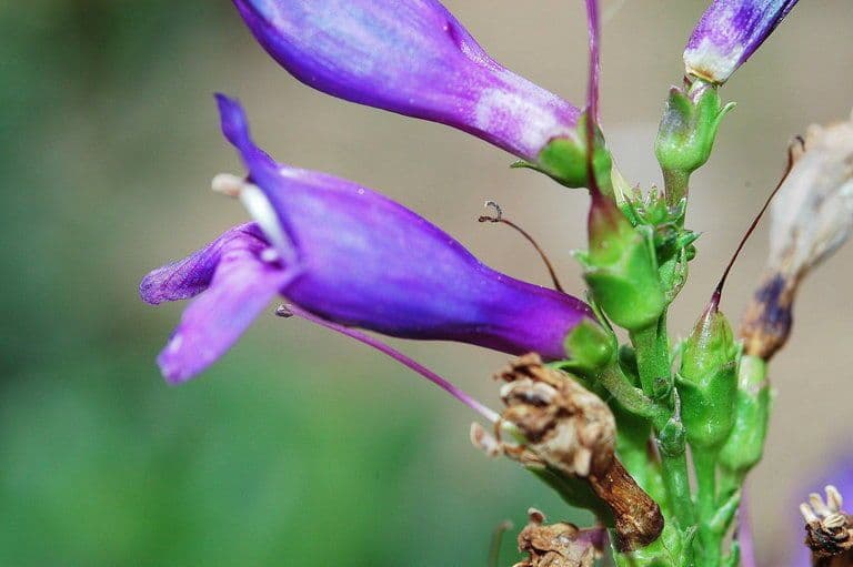 Intensiv blaue Blueten des Penstemon cyananthus in den Wasatch Mountains