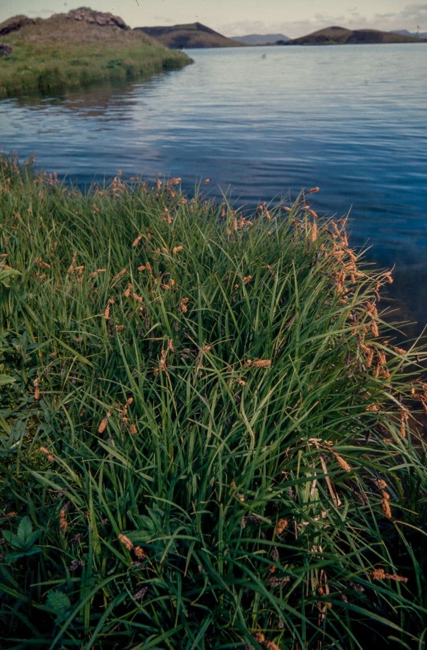 Feuchtgebiet-Habitat von Carex lyngbyei