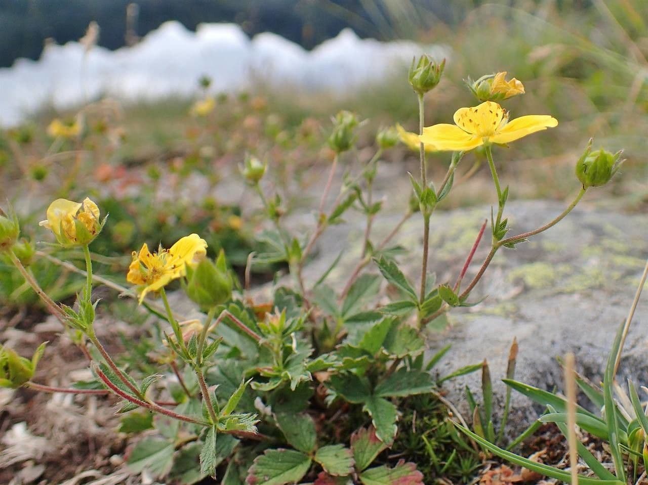 Potentilla frigida avec fleurs jaunes et forme basse