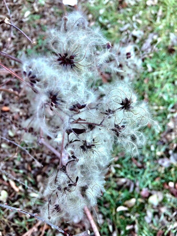 Bosrank (Clematis vitalba) met fijne witte bloemen en pluizige zaadpijlen in een lichtbos