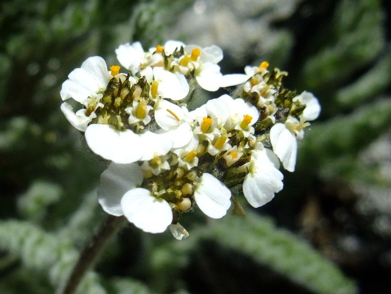 Zwerg-Schafgarbe in voller Blüte auf einem sonnigen Steingarten