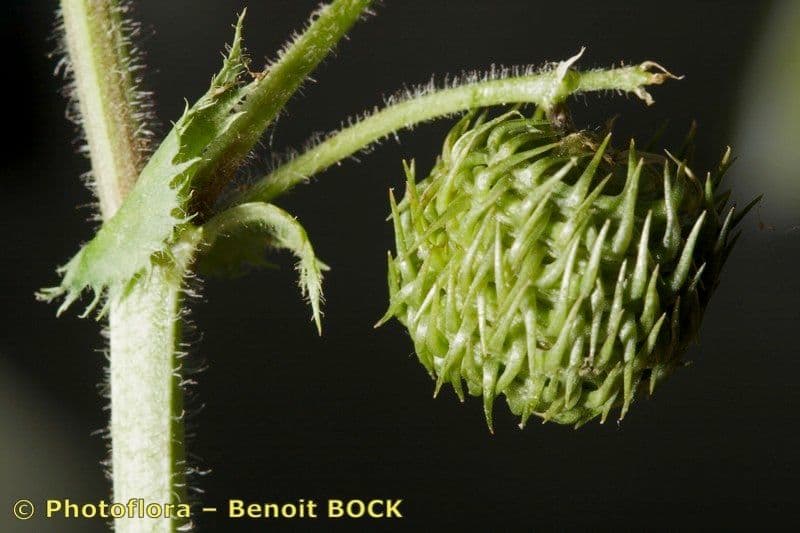 Medicago intertexta mit Blueten