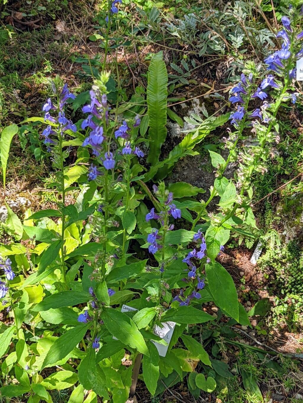 Fleurs bleues de Lobelia siphilitica