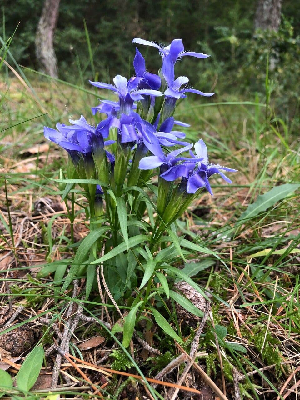 Fleur de Gentiane ciliée avec pétales bleus frangés