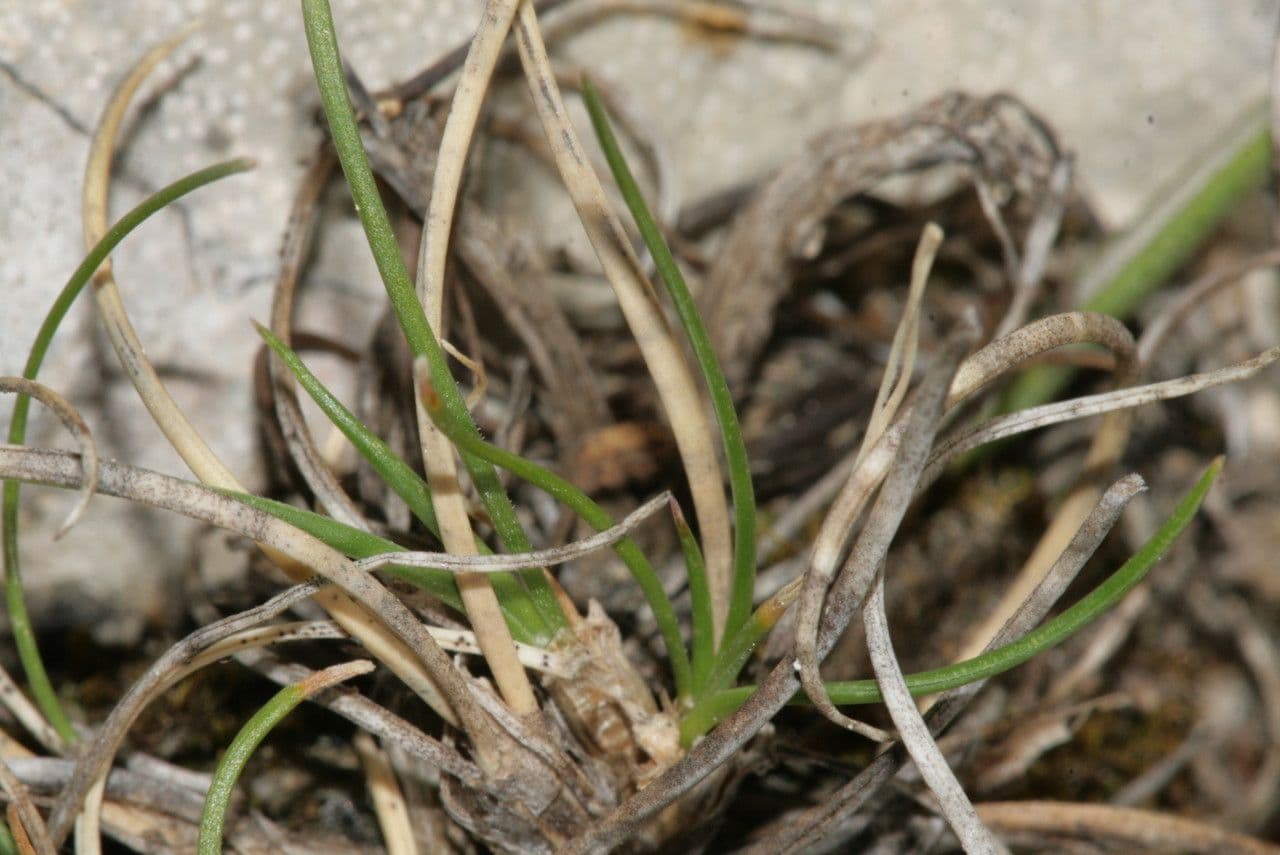 Inflorescences et port de Festuca occitanica