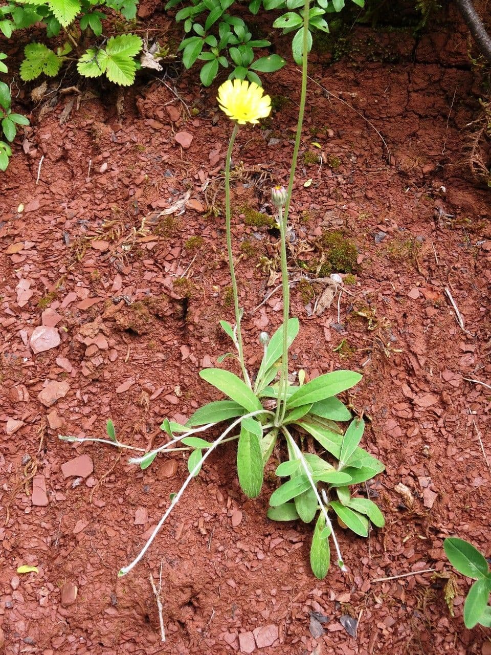 Mausohr-Habichtskraut in voller Blüte