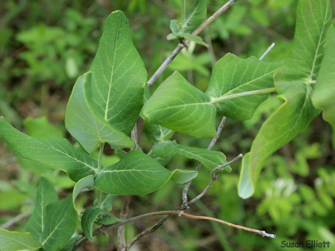 Smooth honeysuckle with red flowers and climbing stems in natural setting