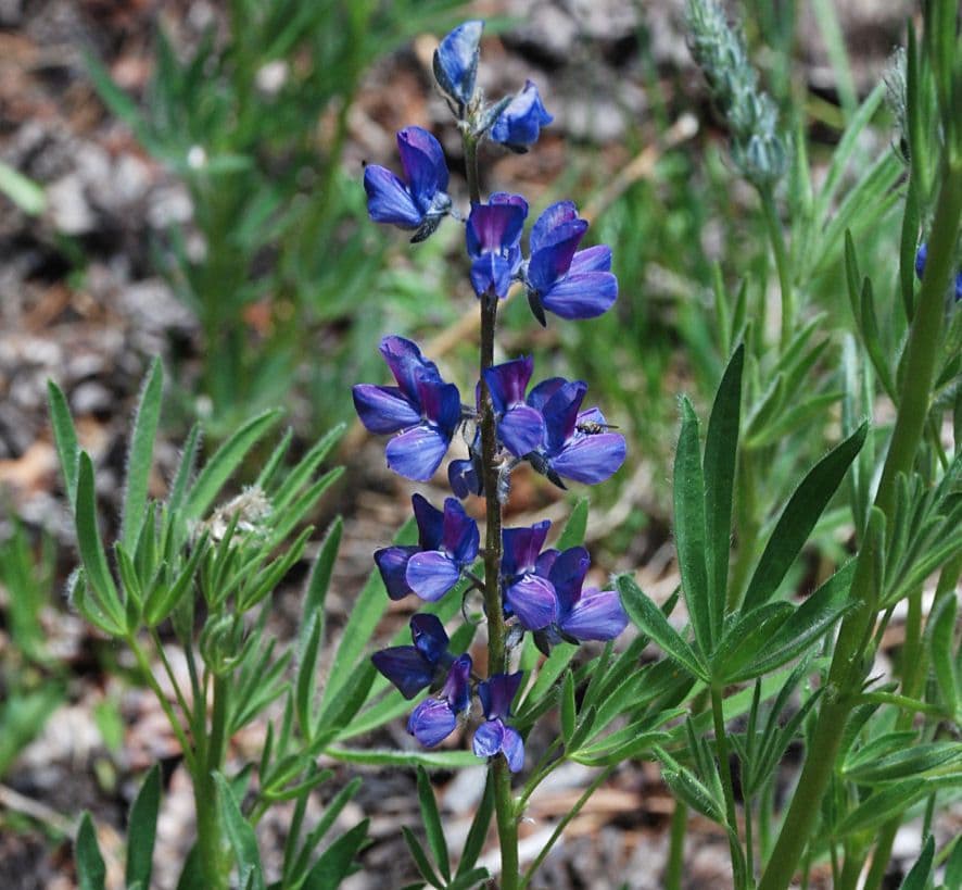 Lupin herisse (Lupinus covillei) en fleur dans son habitat naturel en Californie