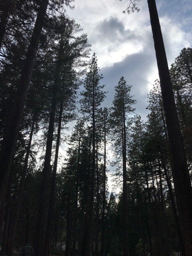 Gele den in volle groei op zonnige plek met ruimte om zich te ontwikkelen