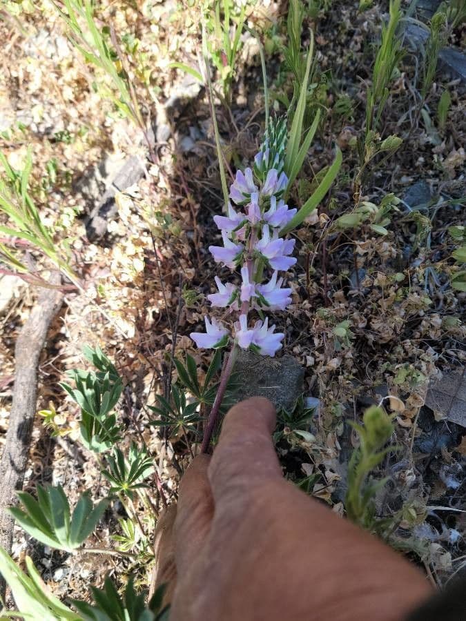 Lupin a verticilles blancs avec des epis floraux compacts en pleine floraison