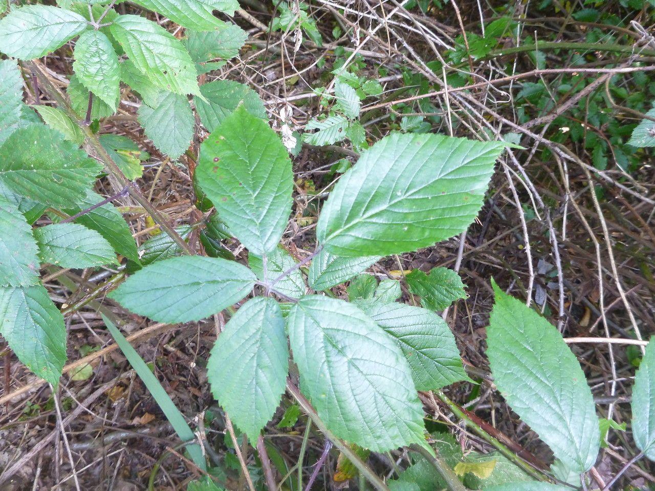 Raue Brombeere in voller Blüte mit purpurfarbenen Blüten und grobem Laub an einer licht beschatteten Waldrandzone