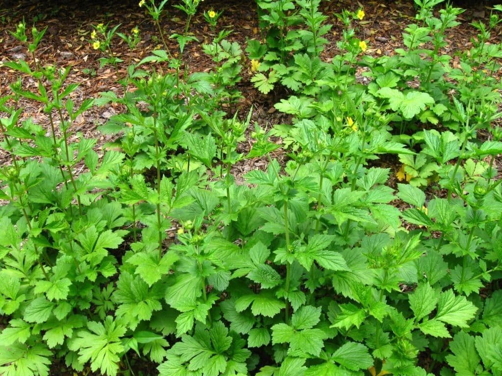 Yellow avens plant with golden flowers and green leaves