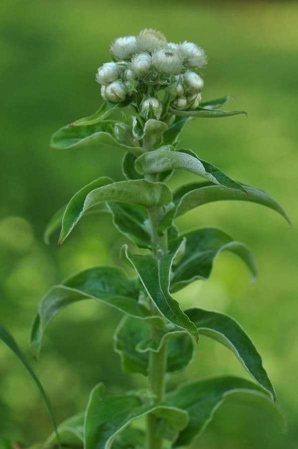 Stinkende Strohblume mit gelben Bluten und aromatischem Laub