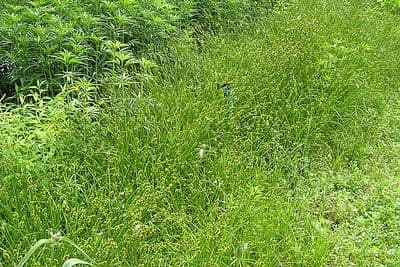 Carex normalis Pflanze mit feinen Blattern