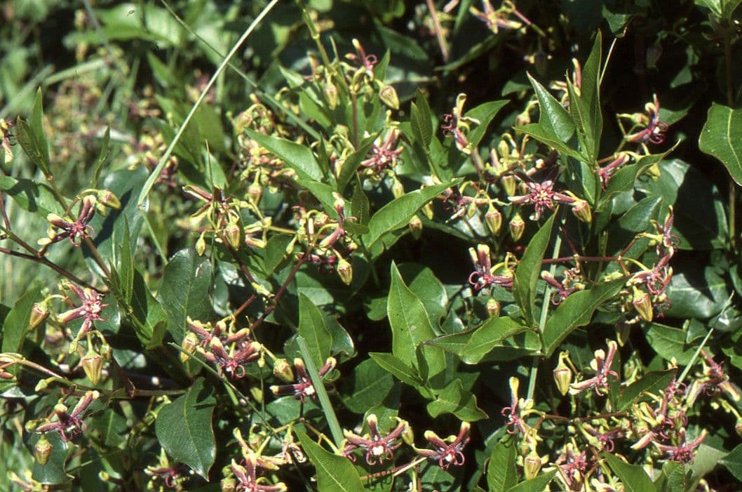 Periploca graeca zijdevijn met karakteristieke blauwe-groene bloemen