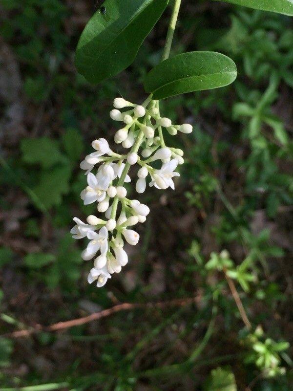 Haie de troène commun en pleine croissance, feuilles vert foncé et fleurs blanches