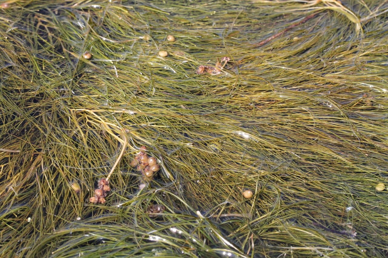 Kammförmiges Laichkraut (Stuckenia pectinata) unter Wasser mit feinen kammahnlichen Blattern