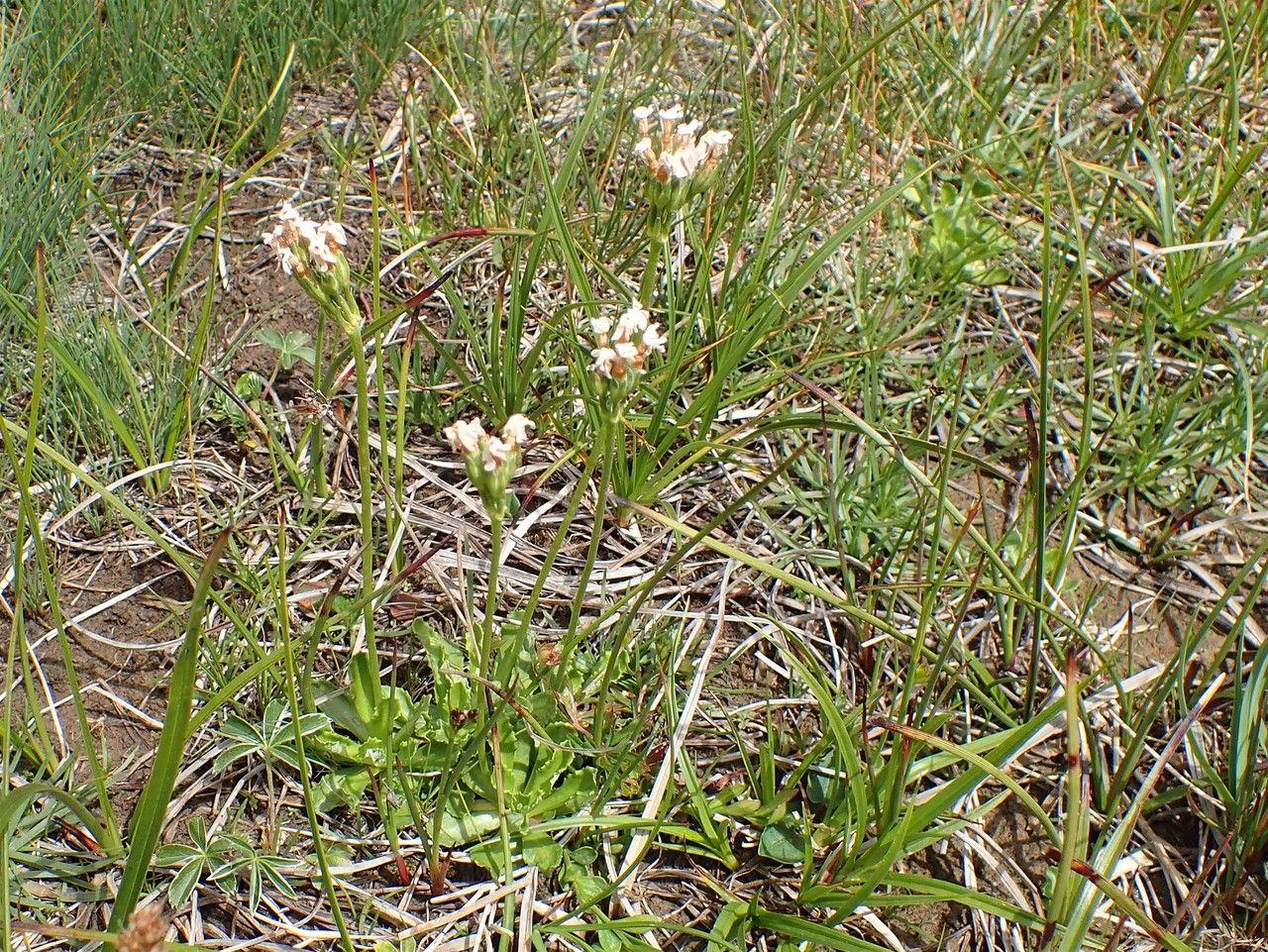 Mehlprimel mit violetten Blüten in einem Steingarten