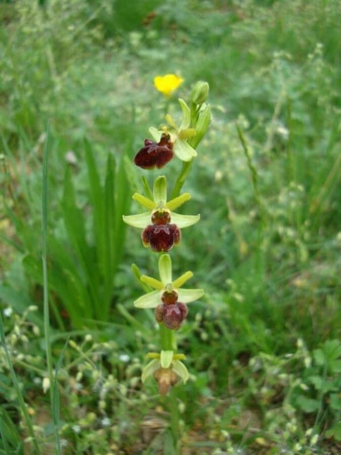 Spinnenorchis bloem