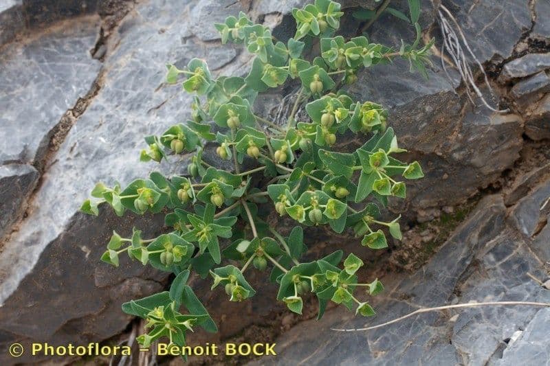 Euphorbia variabilis mit gelben Blüten im alpinen Gelande
