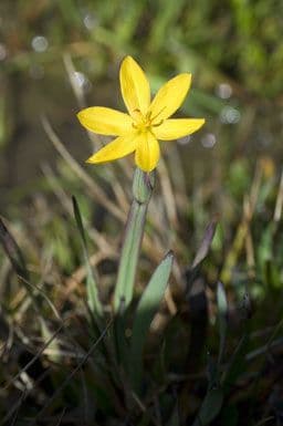 Yellow flowers of the golden blue-eyed grass