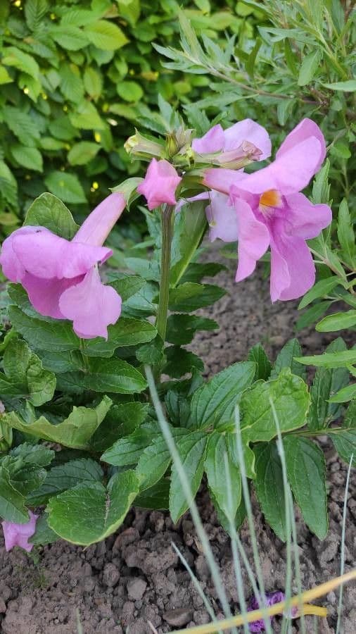 Incarvillea delavayi with pink and red trumpet-shaped flowers