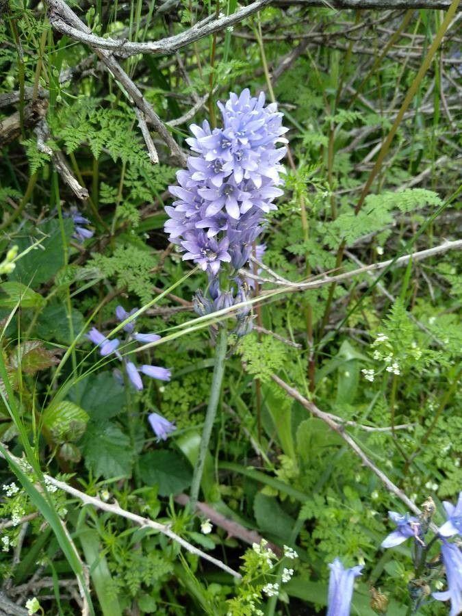 Borstige Glockenblume (Campanula cervicaria) in voller Blüte, mit dichten blauen Blütenständen und aufrechtem Wuchs auf sonnigem Standort