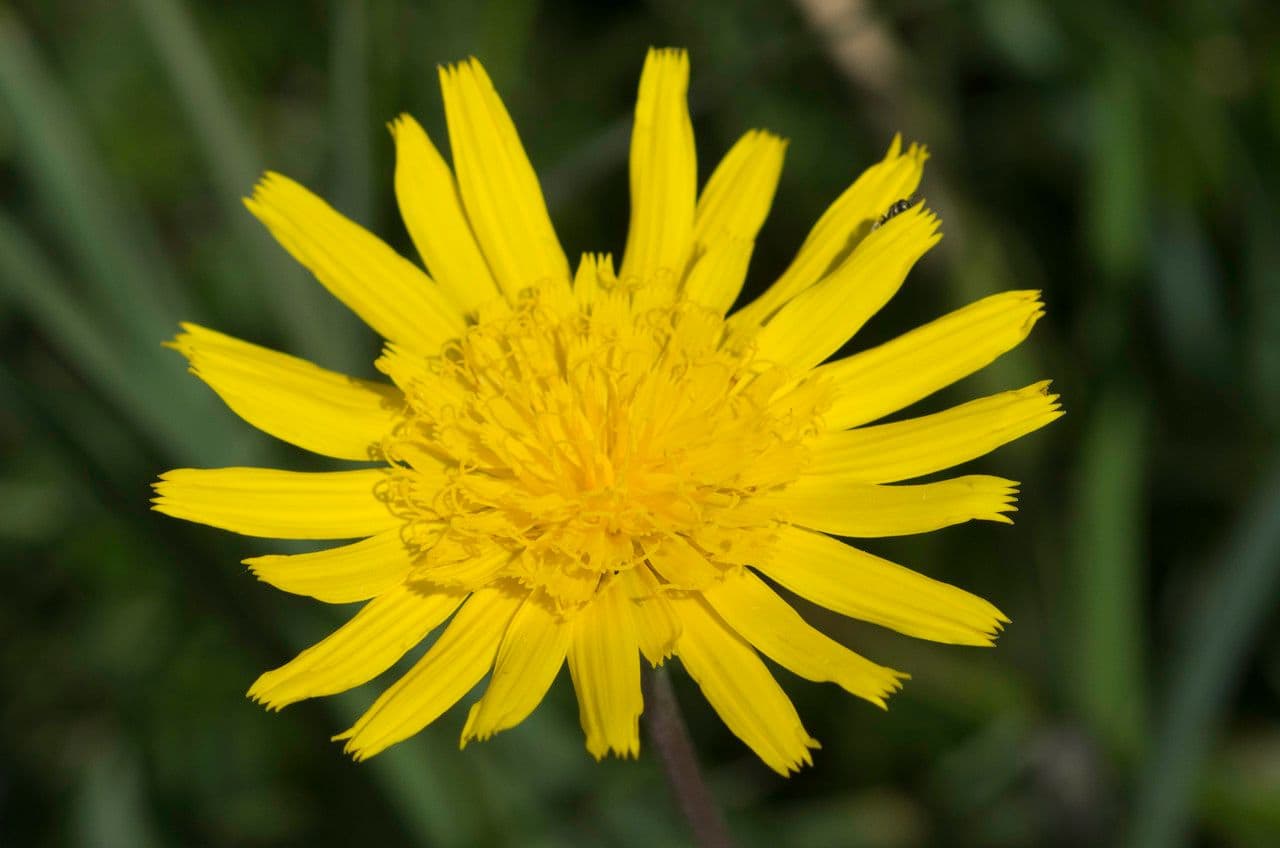 Fleur jaune de Scorzonera aristata sur un coteau calcaire