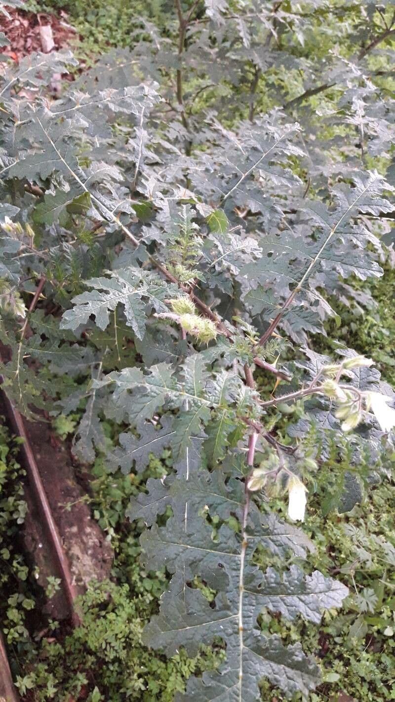 Feuille et fleur de morelle feuilles de melon