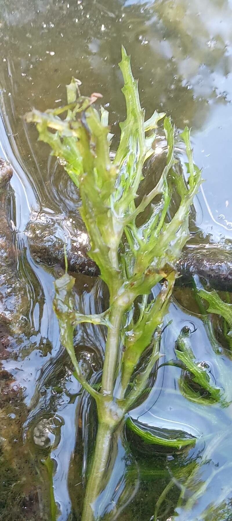 Naiad grows densely underwater with fine green leaves