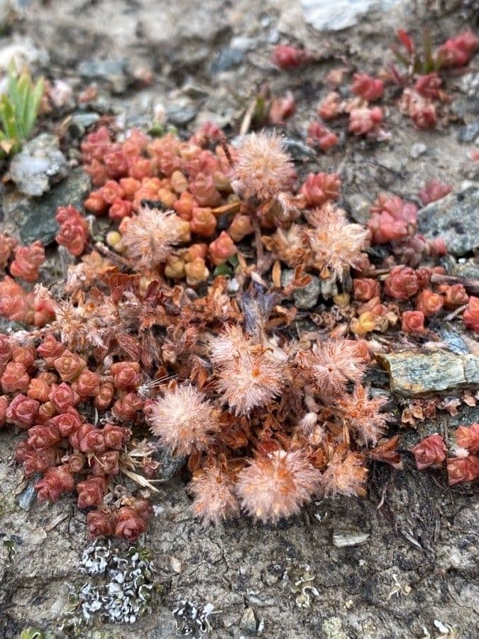 Angers stonecrop with compact fleshy leaves and white flowers