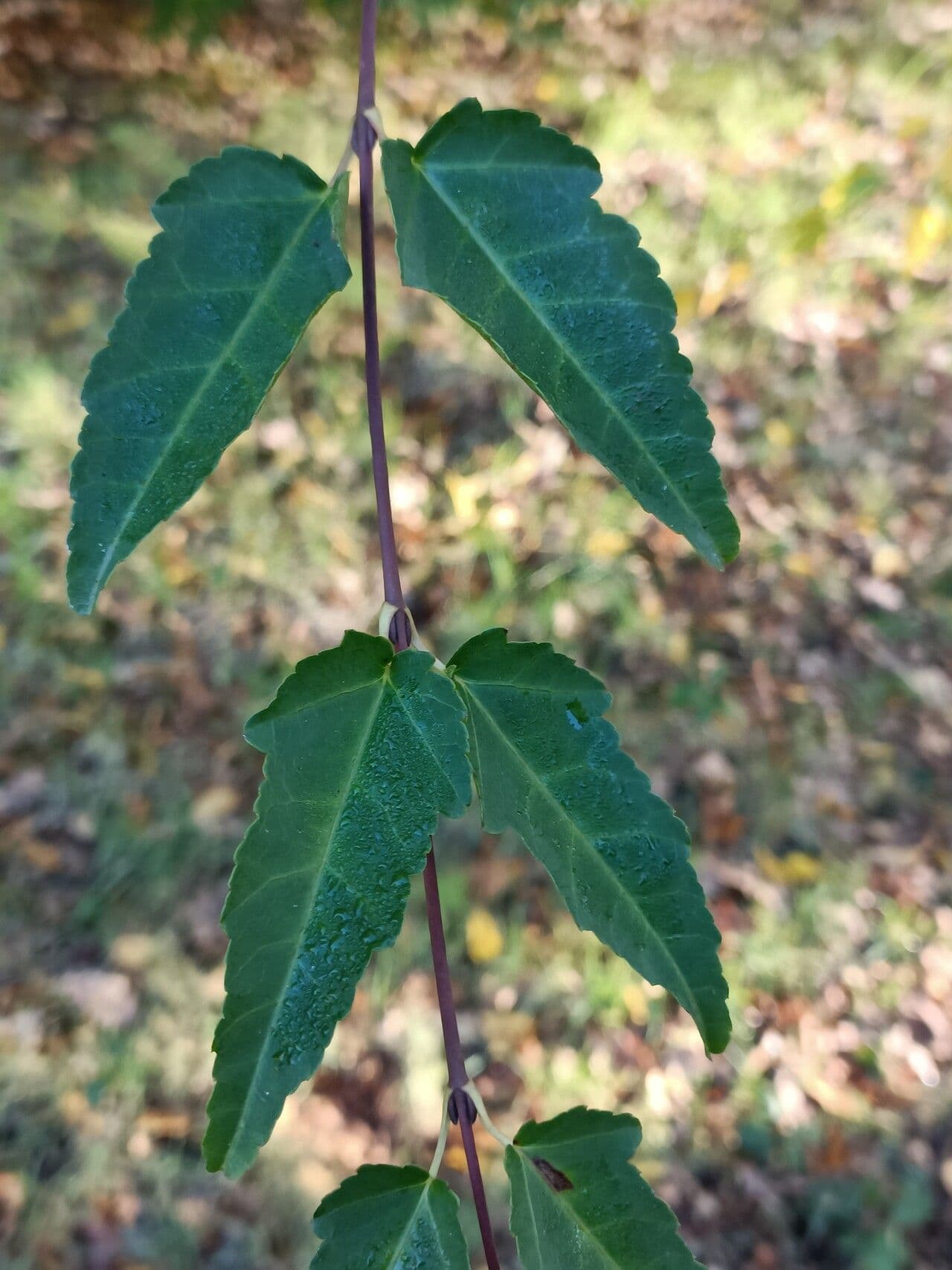 Hawthorn maple leaves and branches