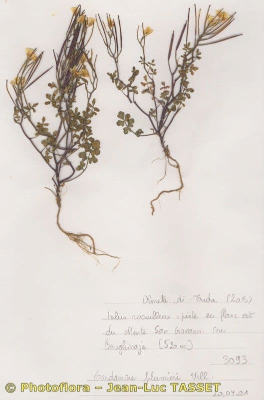 Cardamine plumieri in Blute mit weissen Bluten uber fein geschnittenem grunem Laub an einem Schattenstandort