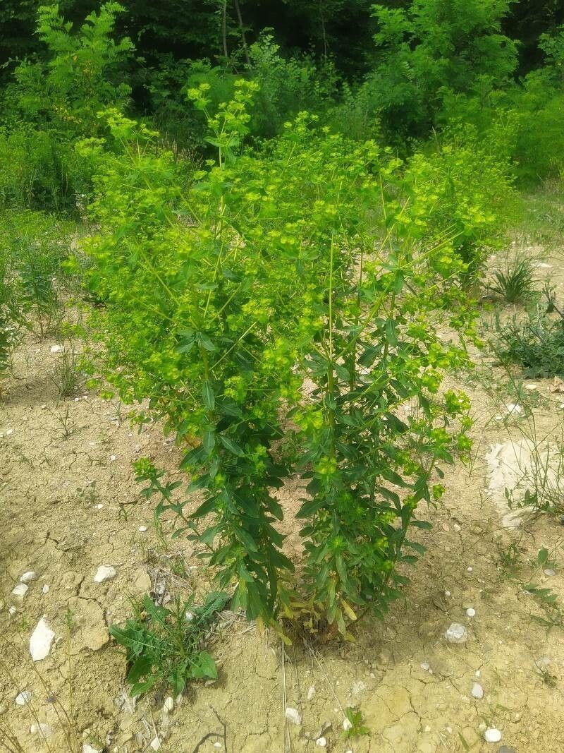 Broad spurge in full bloom in a sunny garden border