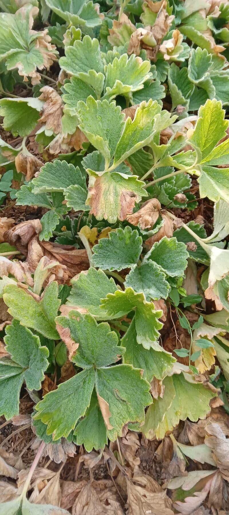 Japanse vijfvinger geel bloem met groene bladeren