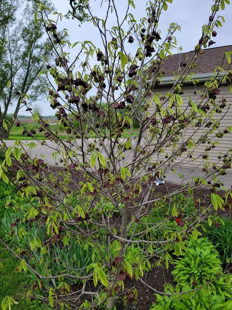 Indische Banaan boom met grote drupelobige groene bladeren en paarse bloemen in volle bloeibaarheid