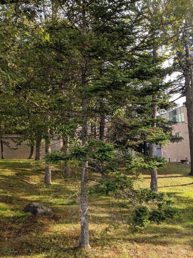 Mature Canada Balsam tree in a snowy winter landscape