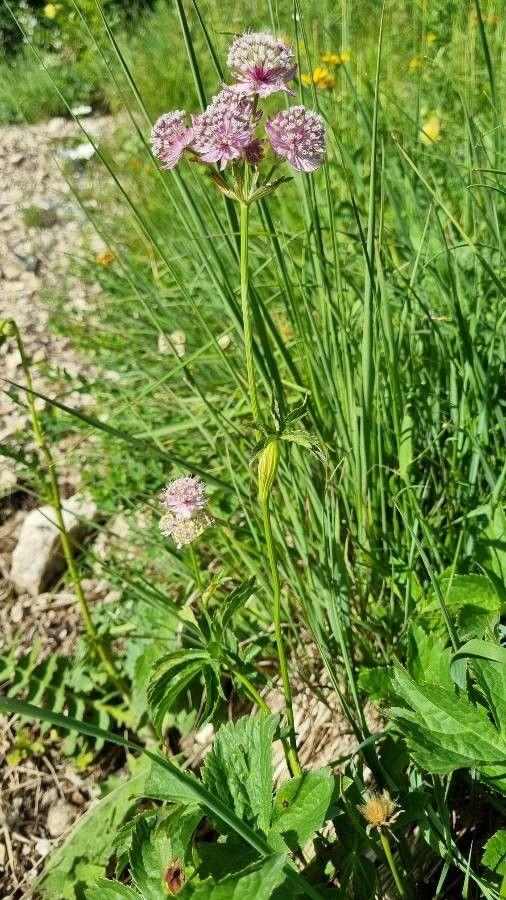 Astrantia major in voller Blüte in einer feuchten, halbschattigen Rabatte mit Farnen und Hostas