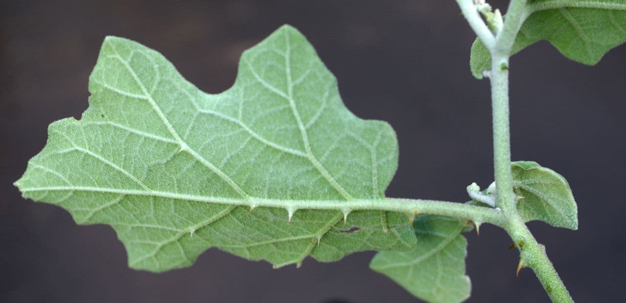 Solanum wrightii mit grossen violetten Bluten auf Kletterpflanze