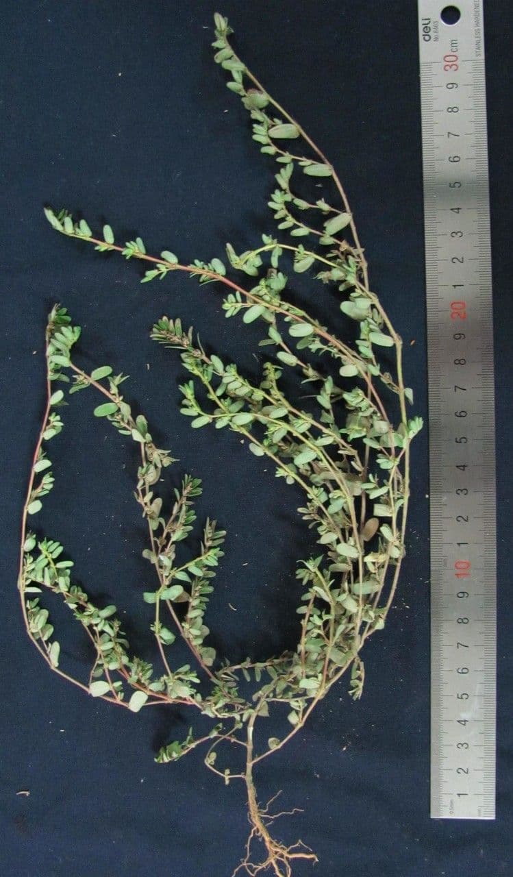 Euphorbia thymifolia plant with delicate fine foliage