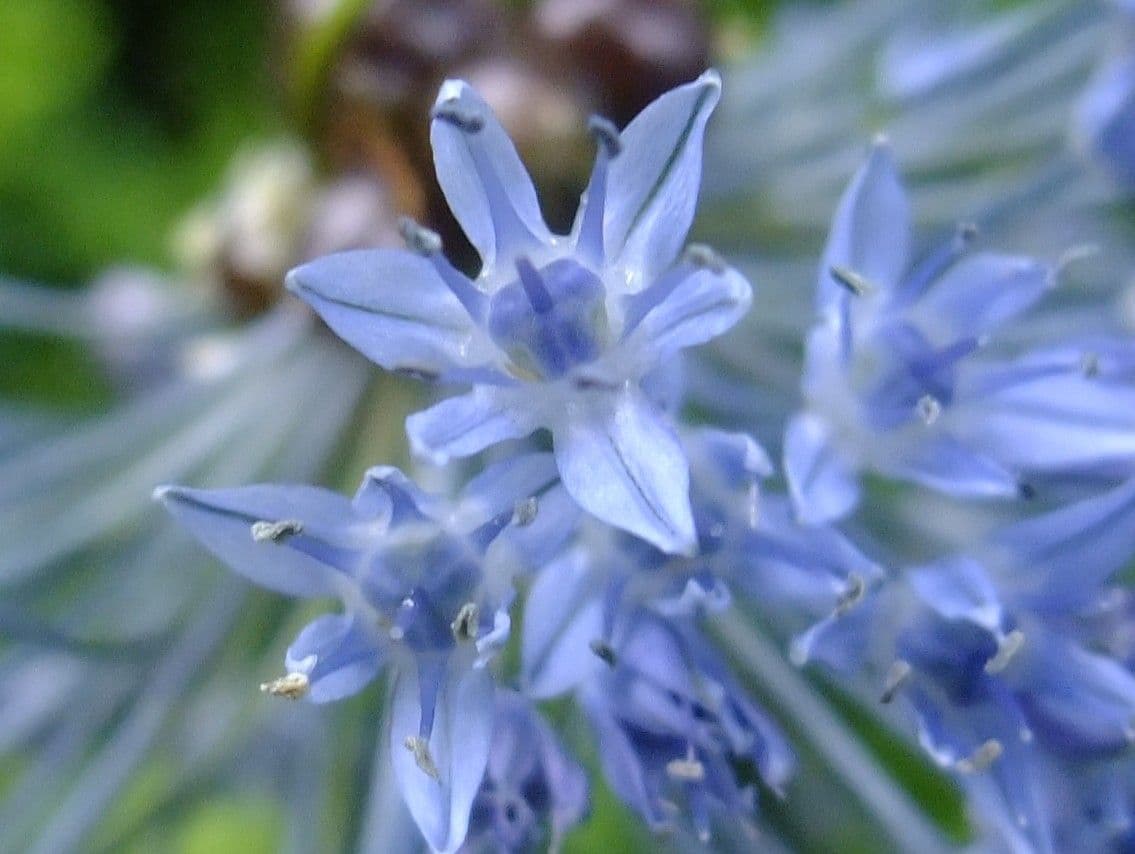Inflorescences bleu ciel d'Allium caeruleum en pleine floraison