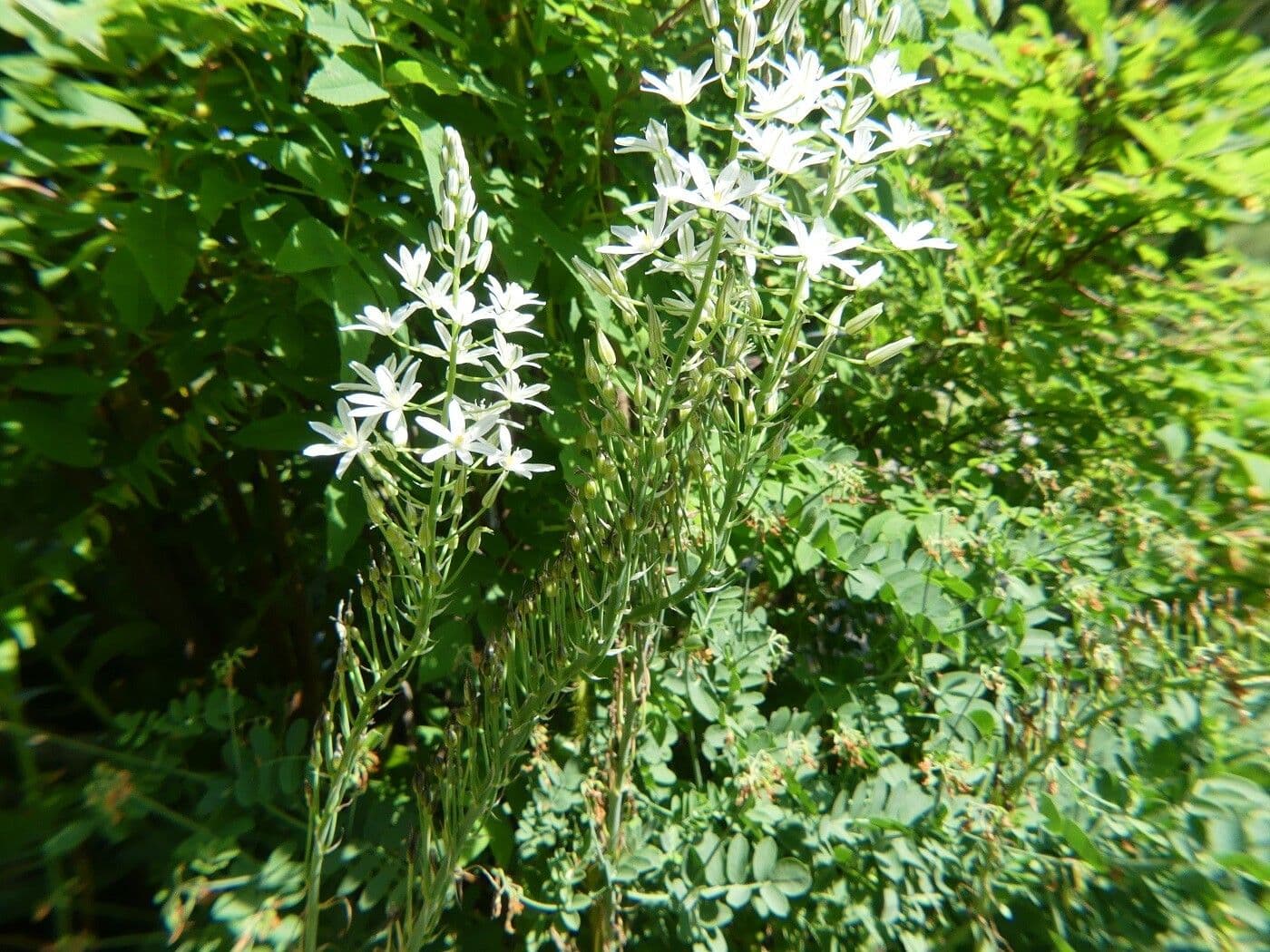 Witte sterrentjes bloemen van Ornithogalum pyramidale in pyramidevorming