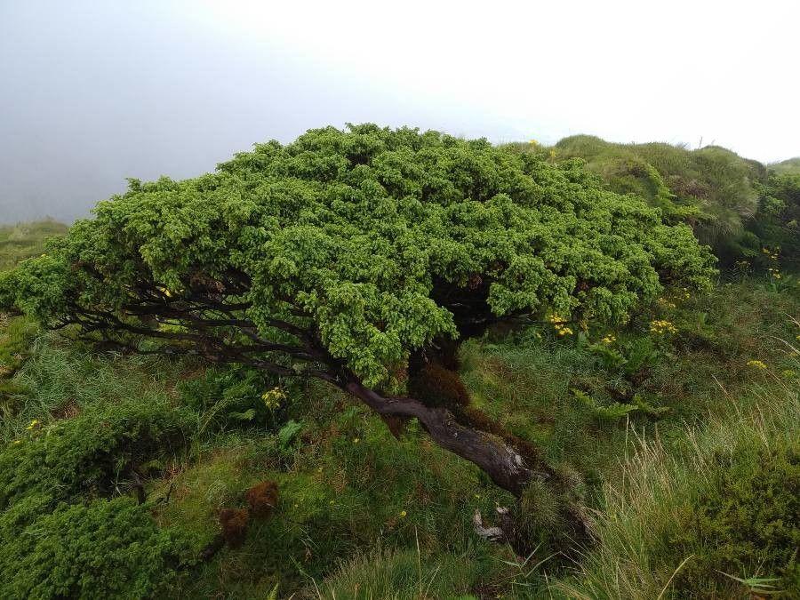 Juniperus brevifolia in seiner natürlichen Umgebung auf den Azoren, mit dichtem blaugrünen Laub und aufrechtem Wuchs