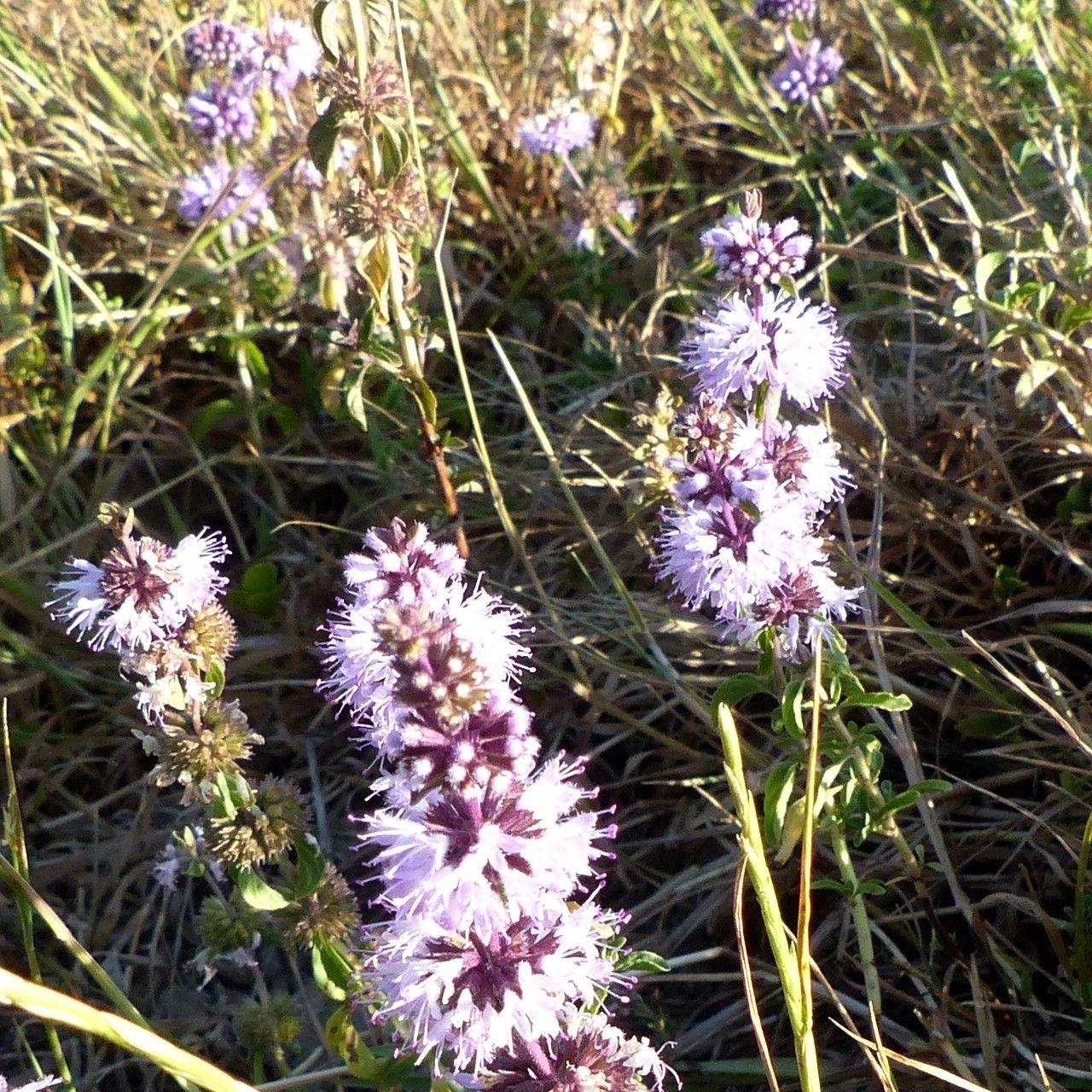 Niedrig wachsende Poleiminze mit violetten Blüten in einem sonnigen Steingarten