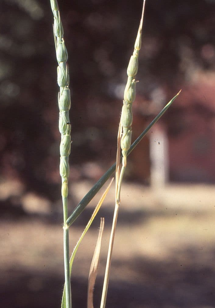 Egilope cylindrique (Aegilops cylindrica) epis caracteristiques