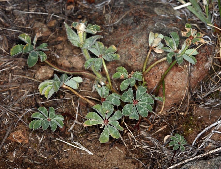 Trifolium macrocephalum grosshaufiger Klee mit beeindruckenden violetten Blutenkopfchen