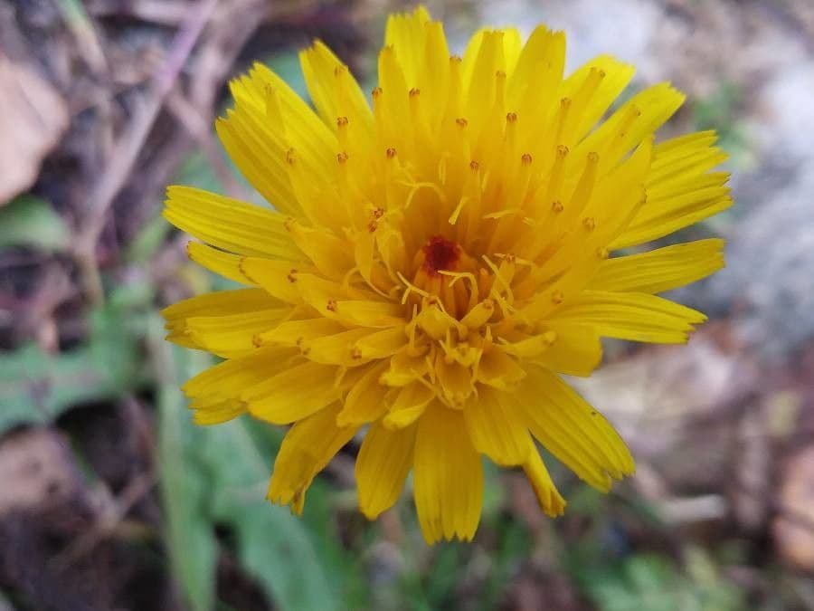 Rough hawkbit plant with yellow flowers and hairy leaves