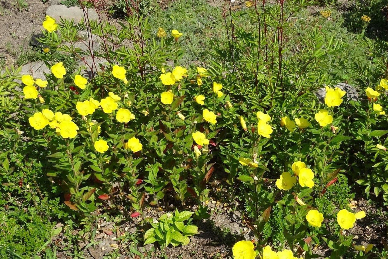 Fleurs jaune dore d'Oenothera tetragona en pleine floraison dans un massif estival