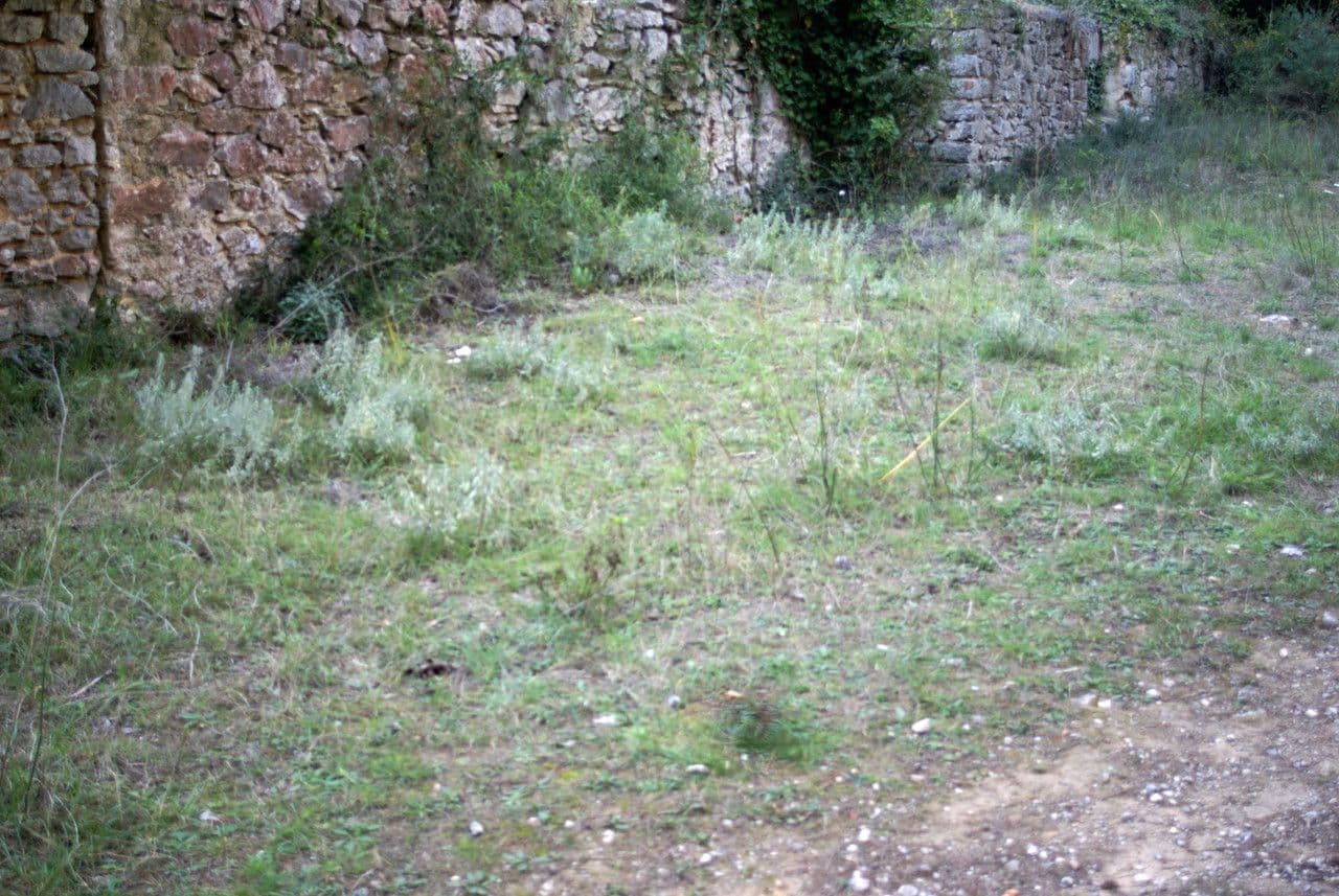 Mercurialis tomentosa, wollig bingelkruid met zachte grijsgroene bladeren en kleine groene bloemen